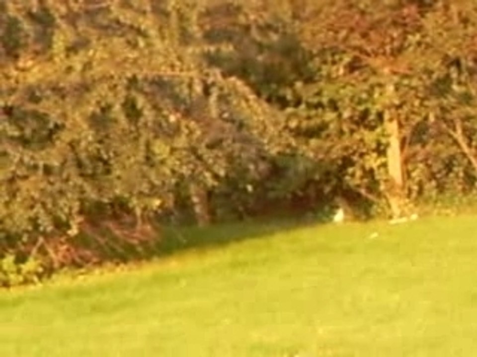 ASF_0097bondues avec ma petite chienne