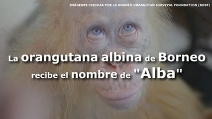 La orangutana albina de Borneo recibe el nombre de "Alba"