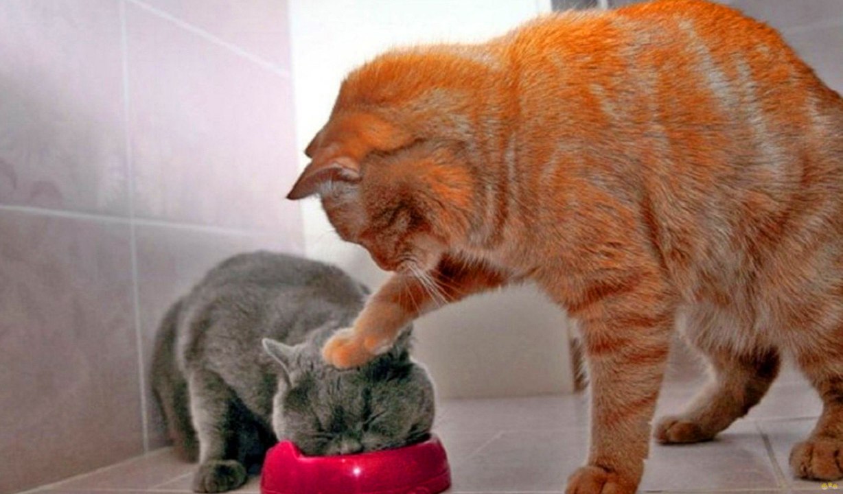 Funny Cats Compilation 2017 Cat Fails 2017 Funny Pets 2017 #9