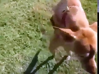 Bu masum canlılardan öğrenilecek çok şey var