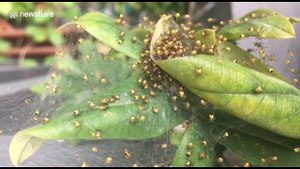 Hundreds of baby spiders hatch in a UK garden