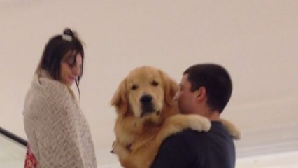 Un grand chien a peur de prendre l'escalator