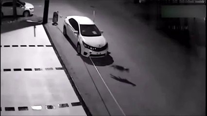 I can't believe dogs done this thing! Watch