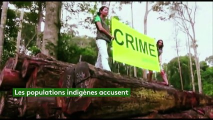 Amazonie : le pillage s'emballe