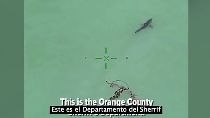 Cuando 15 tiburones blancos nadan a tu alrededor