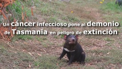 Un cáncer infeccioso pone al demonio de Tasmania en peligro de extinción