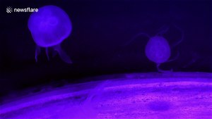 Jellyfish under moonscape-style lighting
