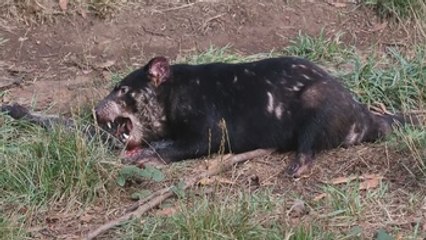 Los niveles poblacionales de los diablos de Tasmania está en peligro por un cáncer facial