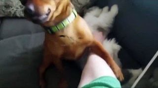 JEALOUS DOGS Want Attention From Their Owners 2017  [Funny P