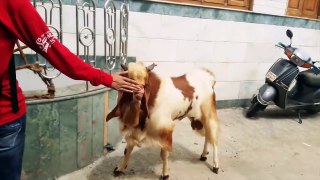 Funny Goats 2017   GOATS Making Funny Sounds and Noises [Fu