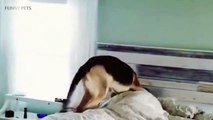 CUTEST DOGS WAKING UP THEIR OWNERS [Funny Pet