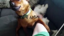 JEALOUS DOGS Want Attention From Their Owners 2017  [Fu