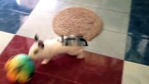 Funny Rabbits 2017   Bunnies are AWESOME [F