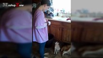 Funny Cats Jumping Into Owner's Arms Compilation _ NEW