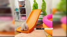 Funny Cats Doing Funny Thing in Instagram Compilation - Mkls