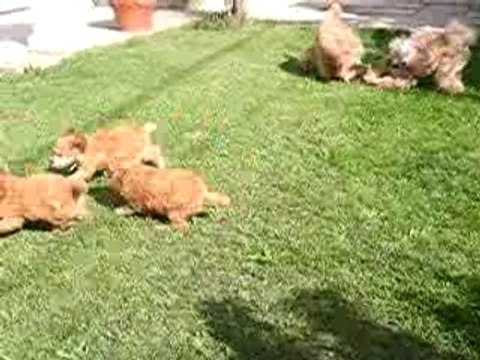 Chiots jouent en famille 001