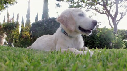 Dog Resting On Grass Field