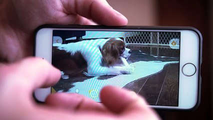 Dog feeding is now easier