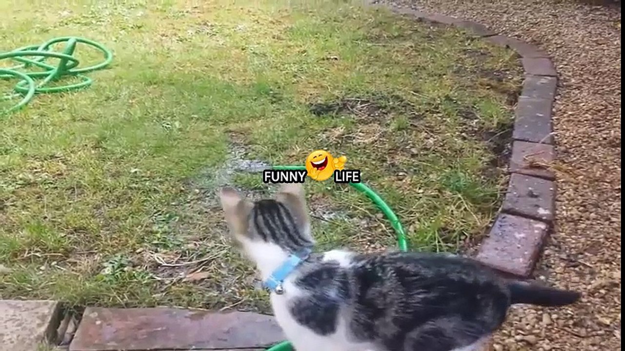 Cats wearing sandals, cats walking on ropes ... funny with cats.