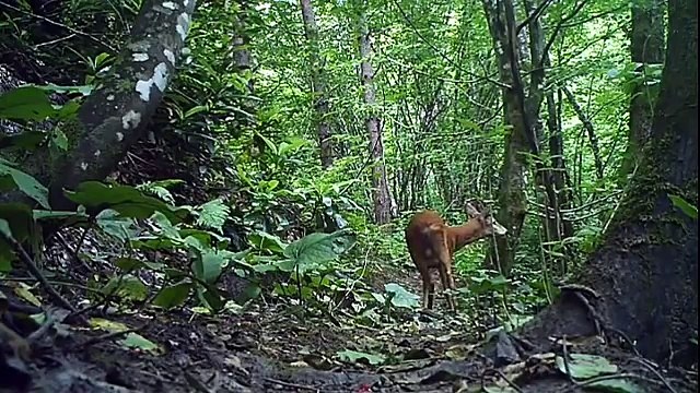 Wild animals pictures -ormanda yabani hayvan görüntüleri