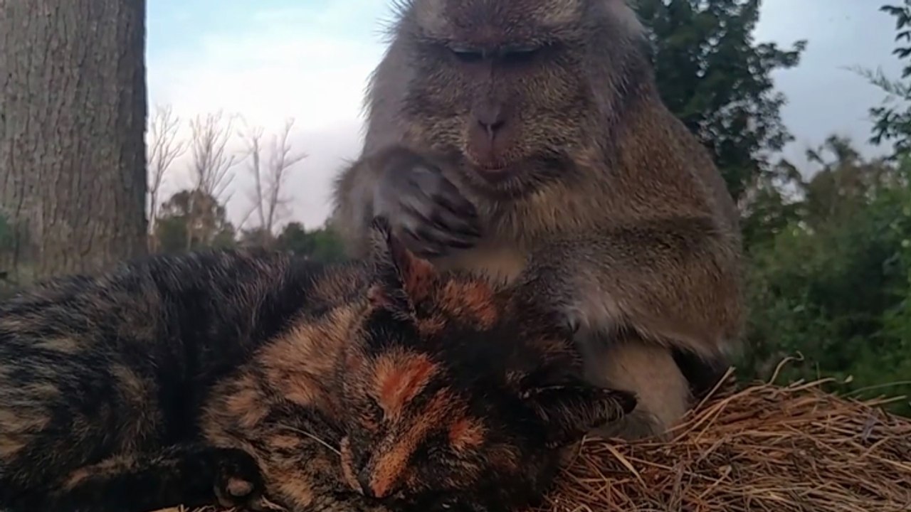 Un singe cherche les poux d'un chat