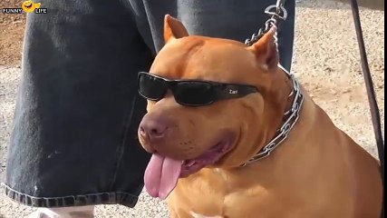 Dog fashion, dogs wearing sunglasses ... funny with dogs