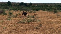 Buffaloes Try Saving Buffalo From Hunting Lions - Latest Sightings Pty Ltd