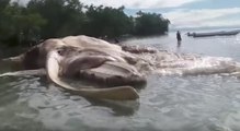 L'énorme créature échouée en Indonésie a enfin été identifiée