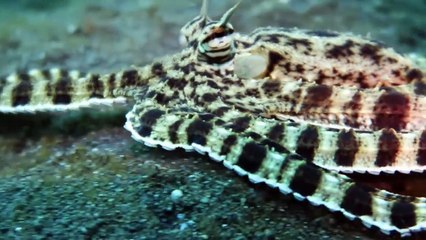 Os Animais Mais Trapaceiros Do Mundo