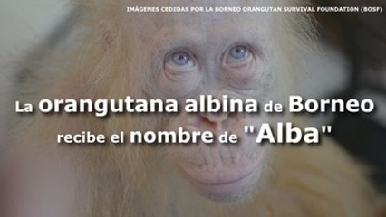 La orangutana albina de Borneo recibe el nombre de "Alba"