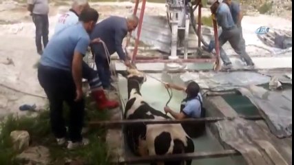 Havuza Düşen İnek İçin Kurtarma Operasyonu