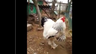 The BIG Chicken