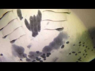 Camera Captures Manta Magic at Night