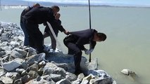 Police officers rescue injured snow leopard trapped on rocks