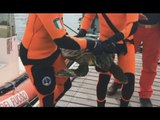Palermo - Tartaruga marina impigliata in reti da pesca, salvata dai Vigili del Fuoco (16.05.17)