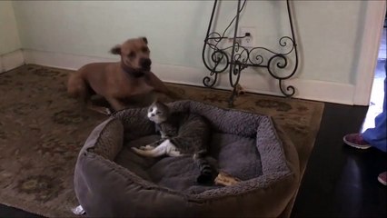 J'aimerai bien recuperer mon panier moi... pauvre chien!