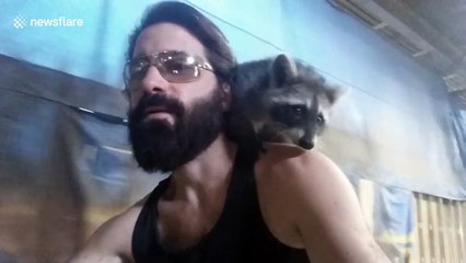 Raccoon enjoys bike ride on owner's shoulder