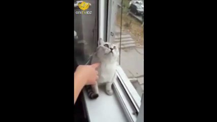 cat exposed black magic