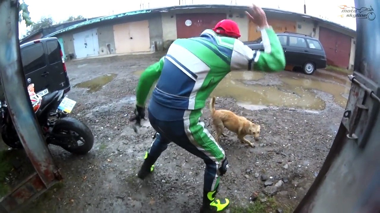 angry dog and bikers