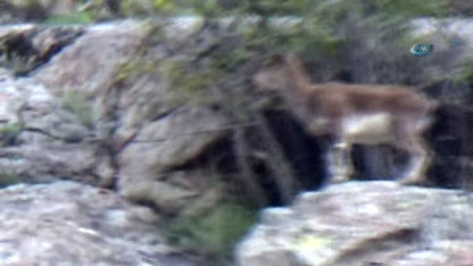 Yaban Keçileri Böyle Görüntülendi