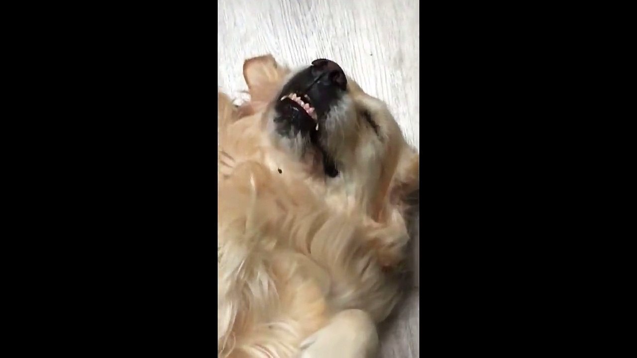 Un chien se relaxe pendant que son maître lui brosse son ventre