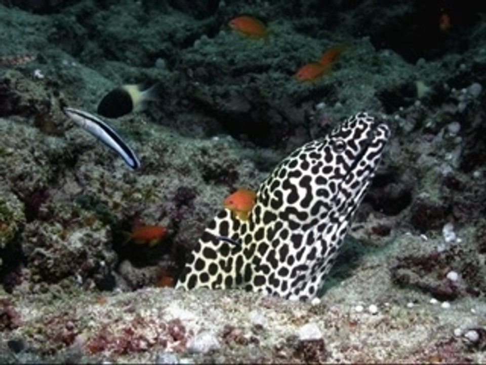 Monsieur Pétrole (diaporama)