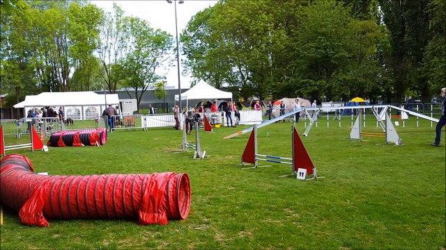 Concours Agility CCV Villeneuve D'ascq
