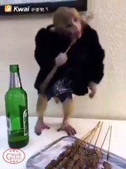 Muz Tedavisi Gördükten Sonra Kebap Bağımlısı Olan Maymun