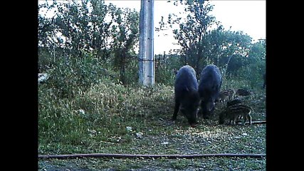 Sangliers à Carces