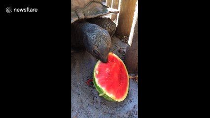 This giant tortoise absolutely loves watermelon