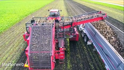 Şeker pancarı hasadı