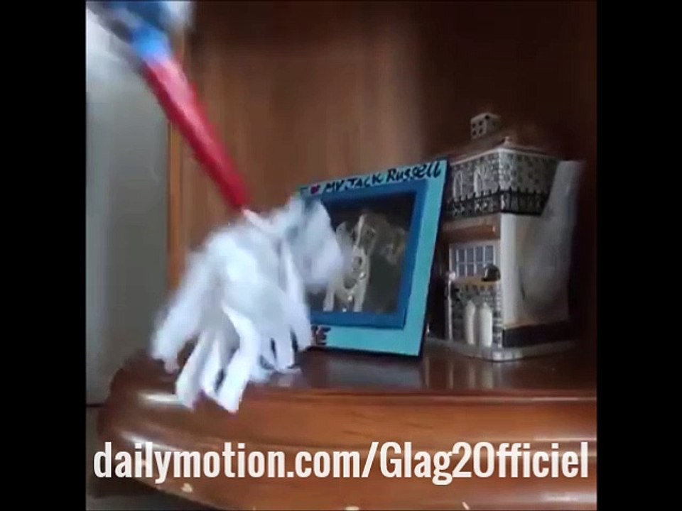 Watch what this dog does with his companion every day