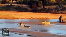 Crocodile Kills Lion - Crocodile vs Lion - Most Amazing Wild Animal Fights HD