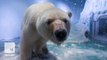 'World's saddest polar bear' gets offered new home in U.K.